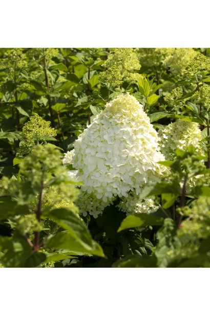 Міцні пагони гортензії волотистої ’Hercules’